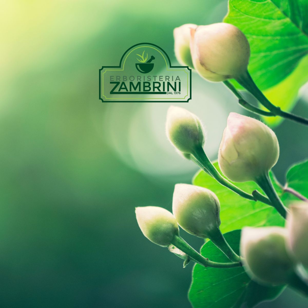 Risveglia la tua Linfa: La Rinascita di Primavera.